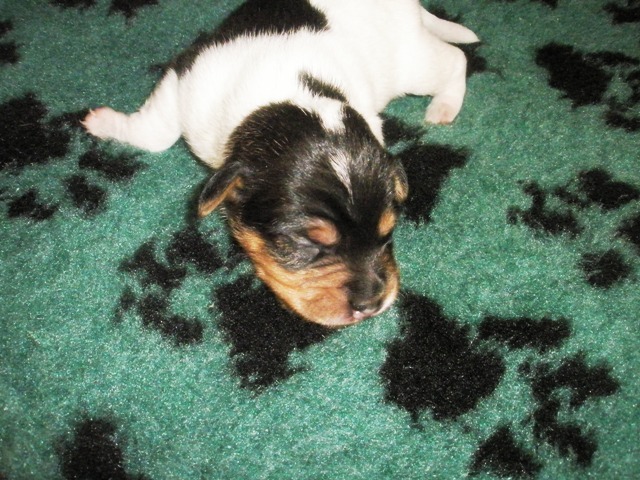 Puppy1