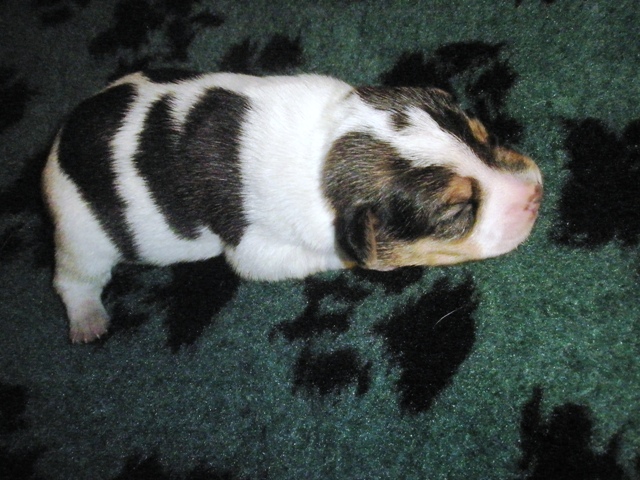 Puppy2
