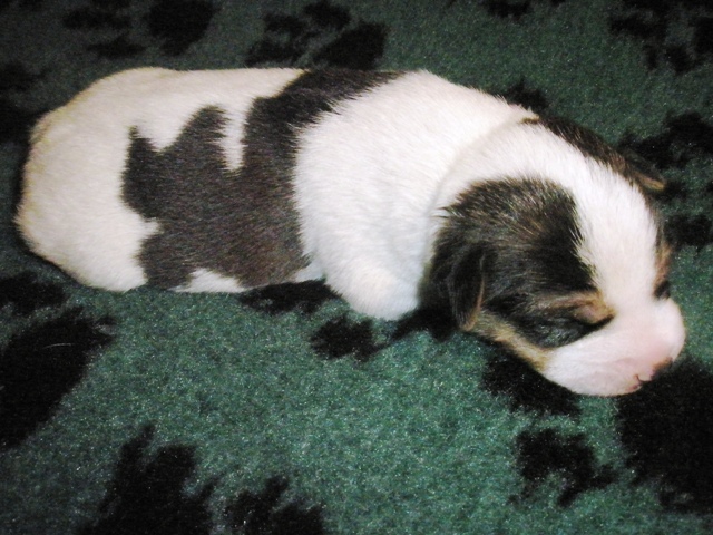 Puppy3