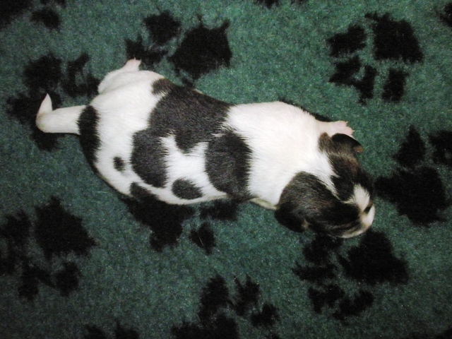 Puppy 4