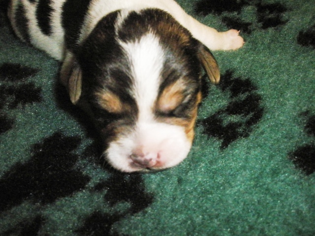 Puppy 4