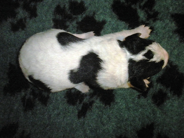 Puppy 5