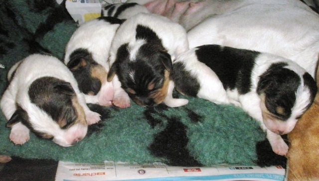 Nikki with her 6 puppies