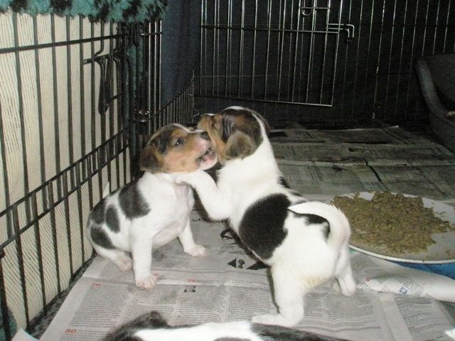 girls playing