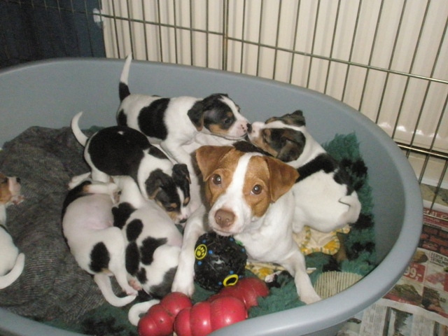 Nikki with the puppies