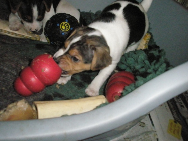 puppy with kong