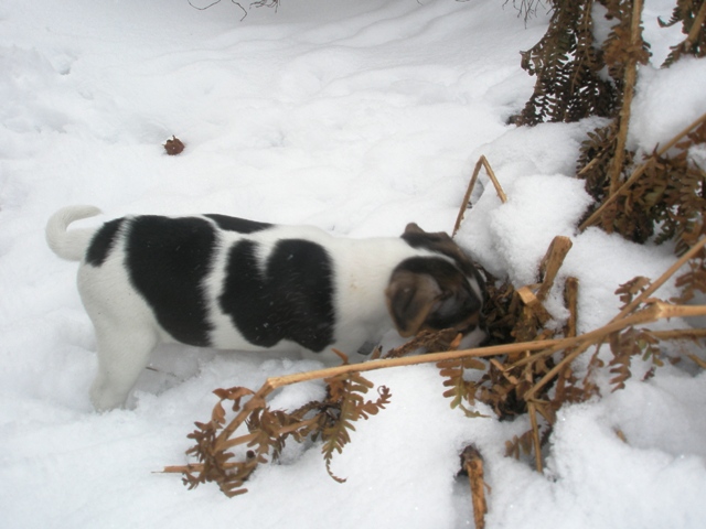 taste the snow