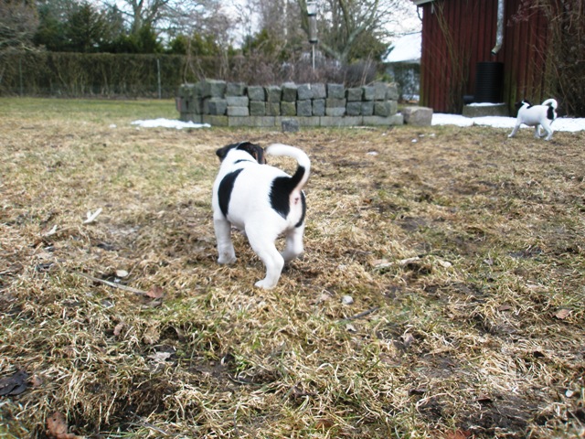 exploring back yard