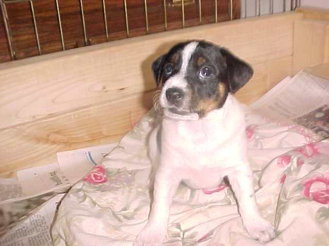 Sioux 5 wks sit