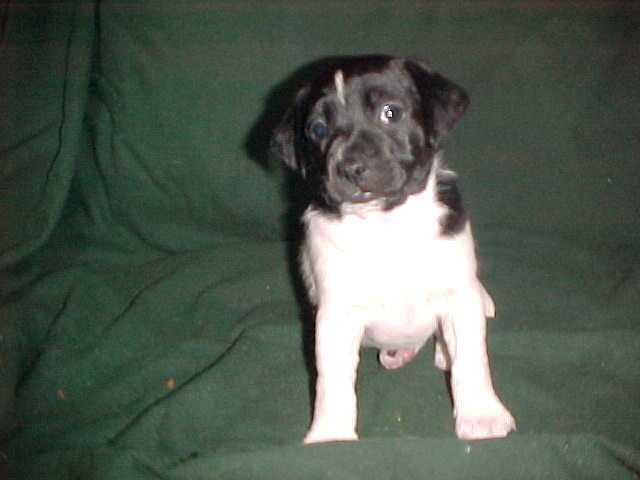 Cheyenne 5 wks sit