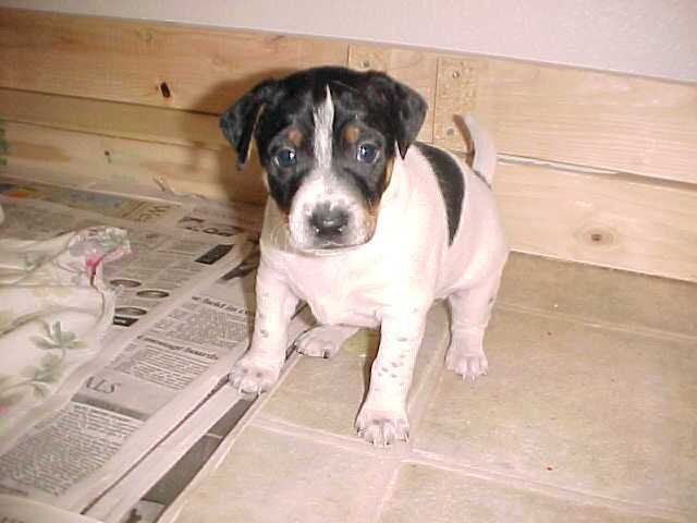 Shoshone 5 wks sit