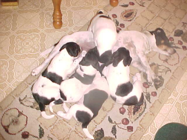 pup eat 5 wks