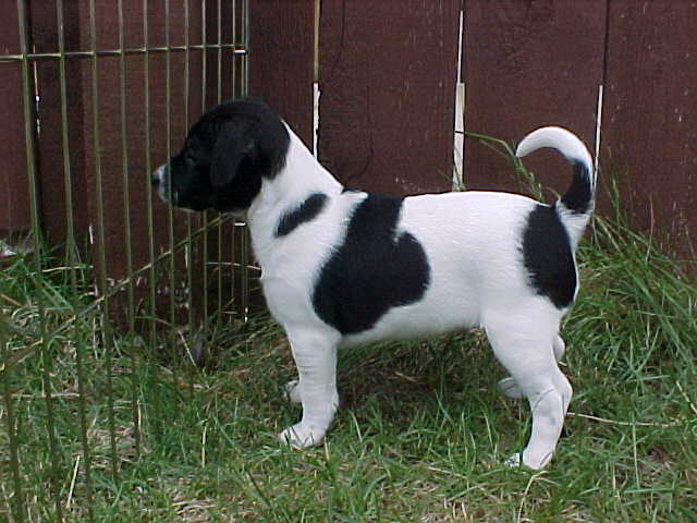 Shawnee 7wks stand