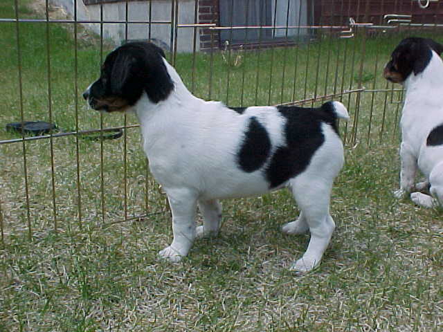 Sioux 7wks stand