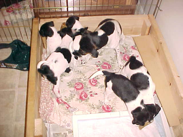 6 pups in box?