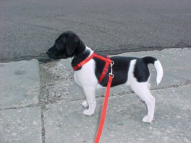 Cheyenne on walk