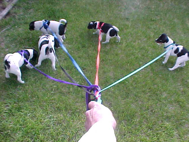 All pups on leash