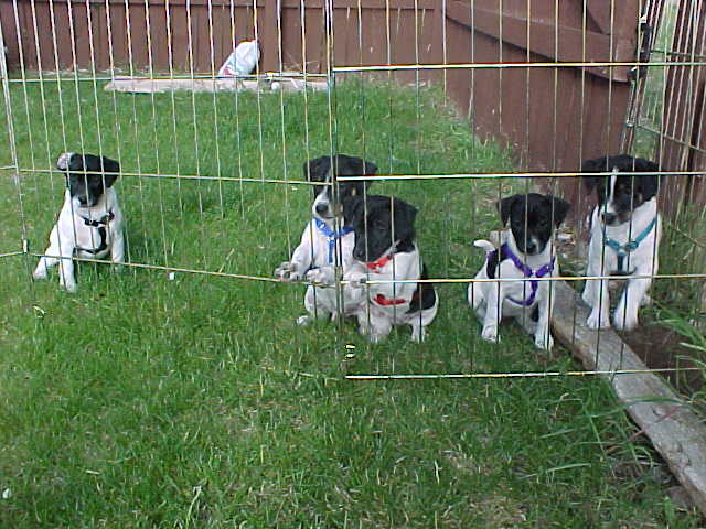 Pups in harnesses