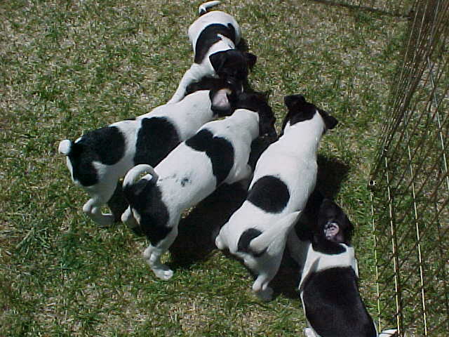 Pups with collar