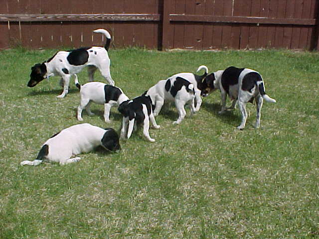 Food in grass