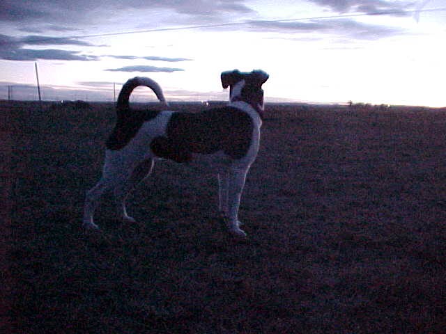 Birkita on the prairie